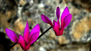 Pješačka staza Obrovac – Jankovića buk