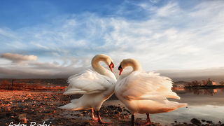 Prekrasni labuđi par u blizini crkvice Sv. Duha, Foto: Roberto Lerga Prekrasni labuđi par u blizini crkvice Sv. Duha, Foto: Roberto Lerga