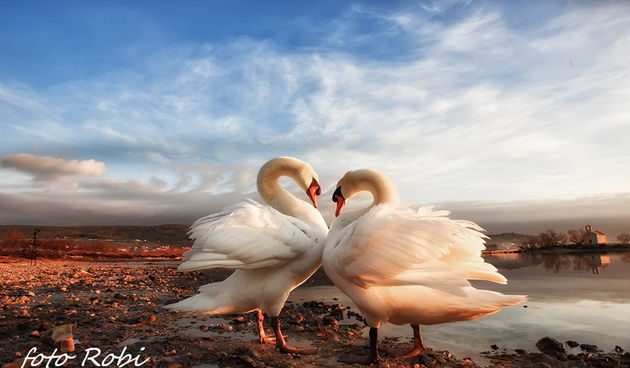 Prekrasni labuđi par u blizini crkvice Sv. Duha, Foto: Roberto Lerga