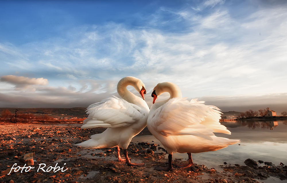 Prekrasni labuđi par u blizini crkvice Sv. Duha, Foto: Roberto Lerga Prekrasni labuđi par u blizini crkvice Sv. Duha, Foto: Roberto Lerga