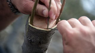 U Vrtovima lunjskih maslina održana 12. Lunjska maslinada. Foto: Vinko Pešić
