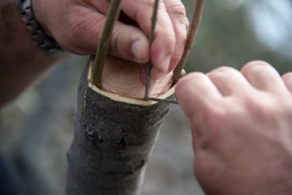 U Vrtovima lunjskih maslina održana 12. Lunjska maslinada. Foto: Vinko Pešić