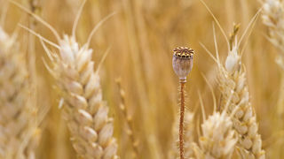 Zlatno žito Dalmacije, slama, foto: Leo Banić