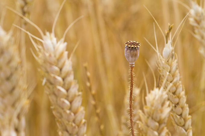 Zlatno žito Dalmacije, slama, foto: Leo Banić