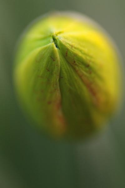 Boje i mirisi proljeća, Foto: CROPIX