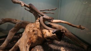 U Knezevoj palaci otvorena je izlozba djecjih radova na temu “Zmije – opasna ljepota”. Photo: Filip Brala/PIXSELL U Knezevoj palaci otvorena je izlozba djecjih radova na temu “Zmije – opasna ljepota”. Photo: Filip Brala/PIXSELL