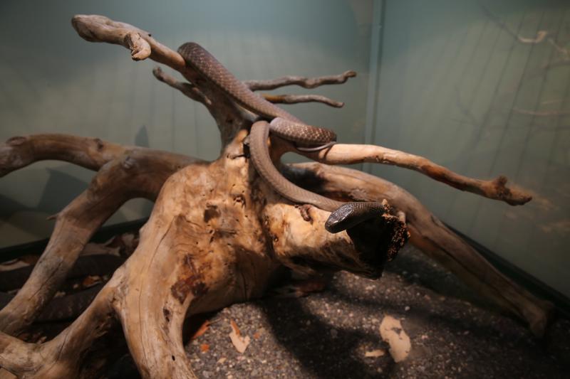 U Knezevoj palaci otvorena je izlozba djecjih radova na temu “Zmije – opasna ljepota”. Photo: Filip Brala/PIXSELL U Knezevoj palaci otvorena je izlozba djecjih radova na temu “Zmije – opasna ljepota”. Photo: Filip Brala/PIXSELL