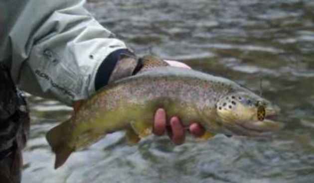 Pastrva, foto: dalmacijanews.com