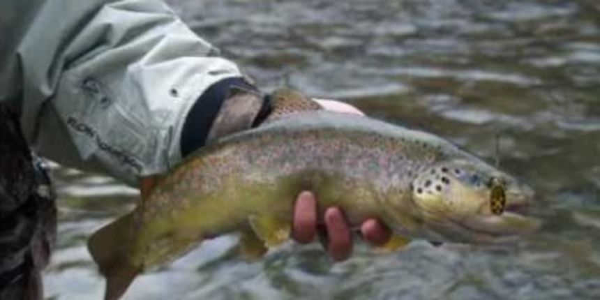 Pastrva, foto: dalmacijanews.com