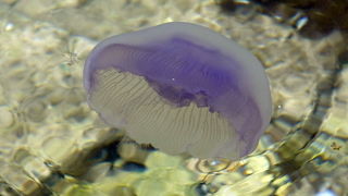 Pula, 240511.
Najezda meduza u pulskoj uvali Valkane  po imenu “Aurelia Aurita” ili u narodu poznatija kao “uhati klobuk” lako se prepoznaju po prozirnom klobuku s cetiri ljubicasta kruga. Iako ih nije ugodno vidjeti, osobito u velikom broju, ova je vrsta