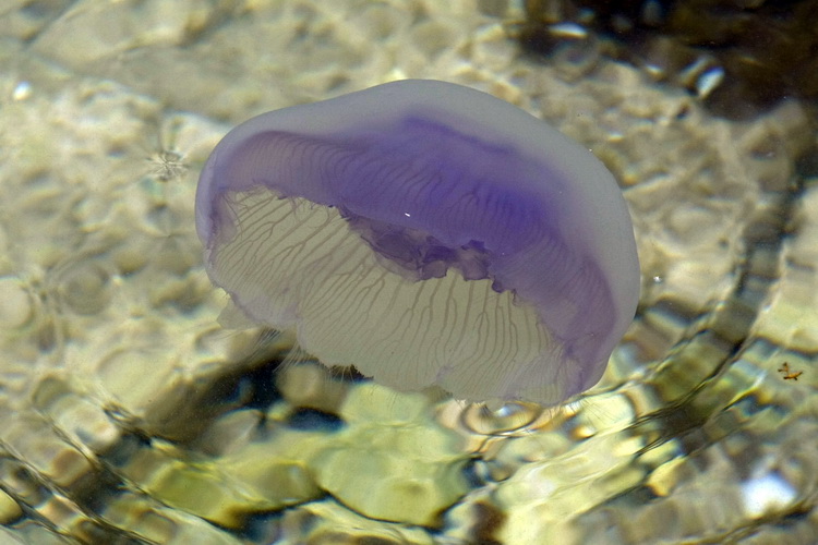 Pula, 240511.
Najezda meduza u pulskoj uvali Valkane  po imenu “Aurelia Aurita” ili u narodu poznatija kao “uhati klobuk” lako se prepoznaju po prozirnom klobuku s cetiri ljubicasta kruga. Iako ih nije ugodno vidjeti, osobito u velikom broju, ova je vrsta