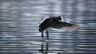 Bled i Bledsko jezero Bled i Bledsko jezero
