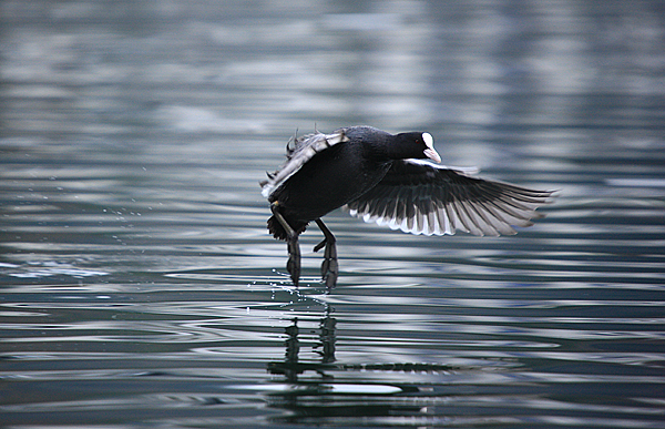 Bled i Bledsko jezero Bled i Bledsko jezero