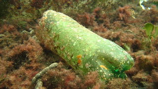 Biograd na Moru: Akcija ciscenja podmorja u uvali Jaz “Cistimo zajedno”