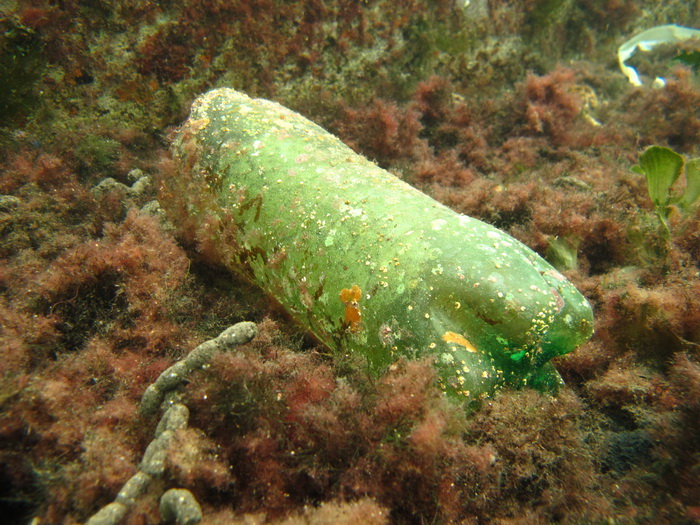 Biograd na Moru: Akcija ciscenja podmorja u uvali Jaz “Cistimo zajedno”
