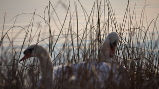 Đir uz Vransko jezero, Foto: Iva Perinić Đir uz Vransko jezero, Foto: Iva Perinić