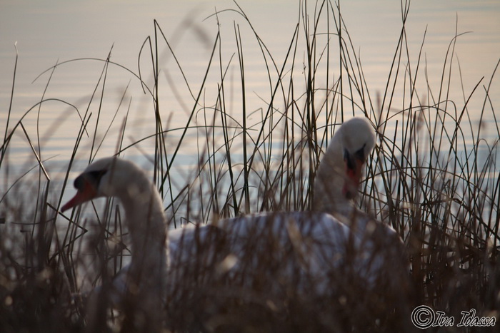 Đir uz Vransko jezero, Foto: Iva Perinić Đir uz Vransko jezero, Foto: Iva Perinić