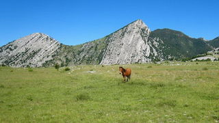 Velebit: Konji u Libinju