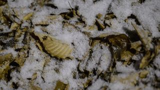 Prvi ovogodišnji snijeg zabjelio je Sljeme