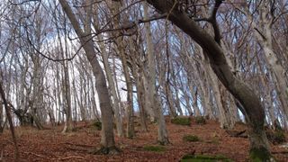 Samoborsko gorje, studeni 2010