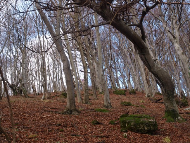 Samoborsko gorje, studeni 2010