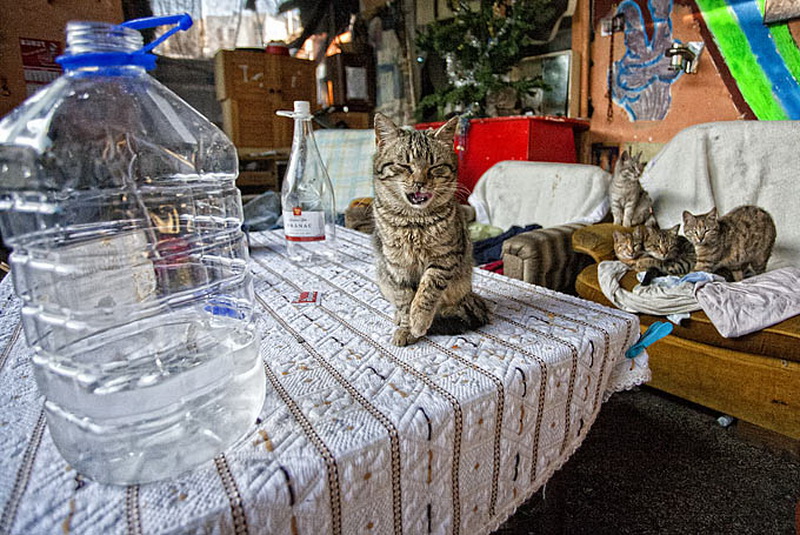 Kako zive beskucnici