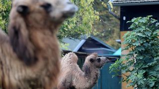 U Zoološki vrt Grada Zagreba stigla je mlada dvogrba deva Zsofia