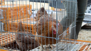 Benkovački sajam 09.06.2021