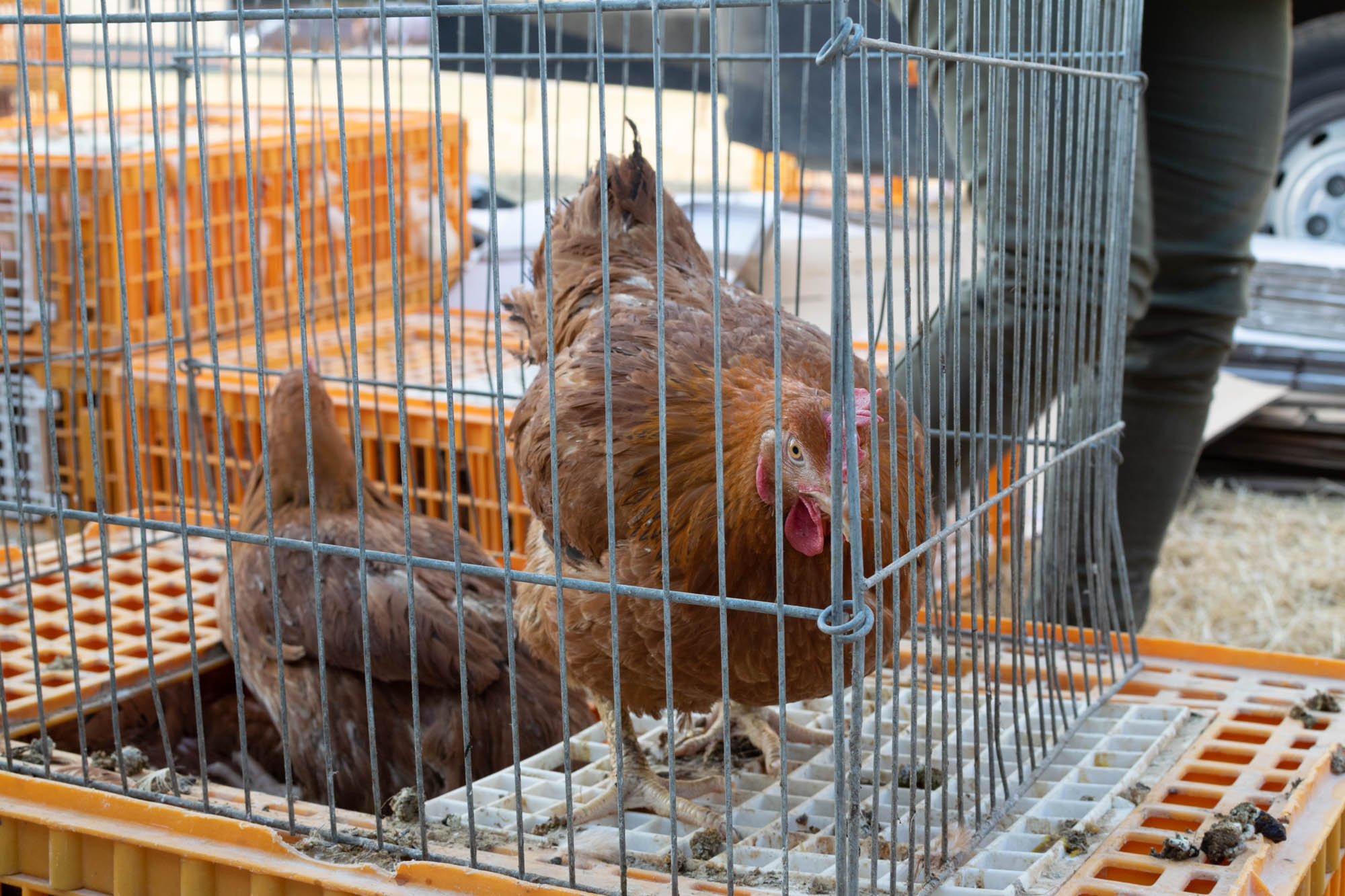 Benkovački sajam 09.06.2021