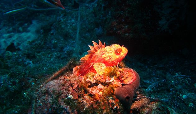 Podvodne fotografije na BBS-u, riba