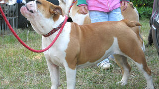 Image 1171053 (auto)