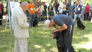 Image 1171041 (auto)