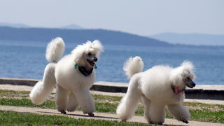 Zadar: Medjunarodna izlozba pasa CACIB 1. svibnja 2010.