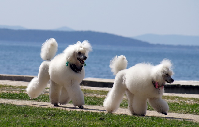 Zadar: Medjunarodna izlozba pasa CACIB 1. svibnja 2010.