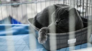 Međunarodna izložba mačaka