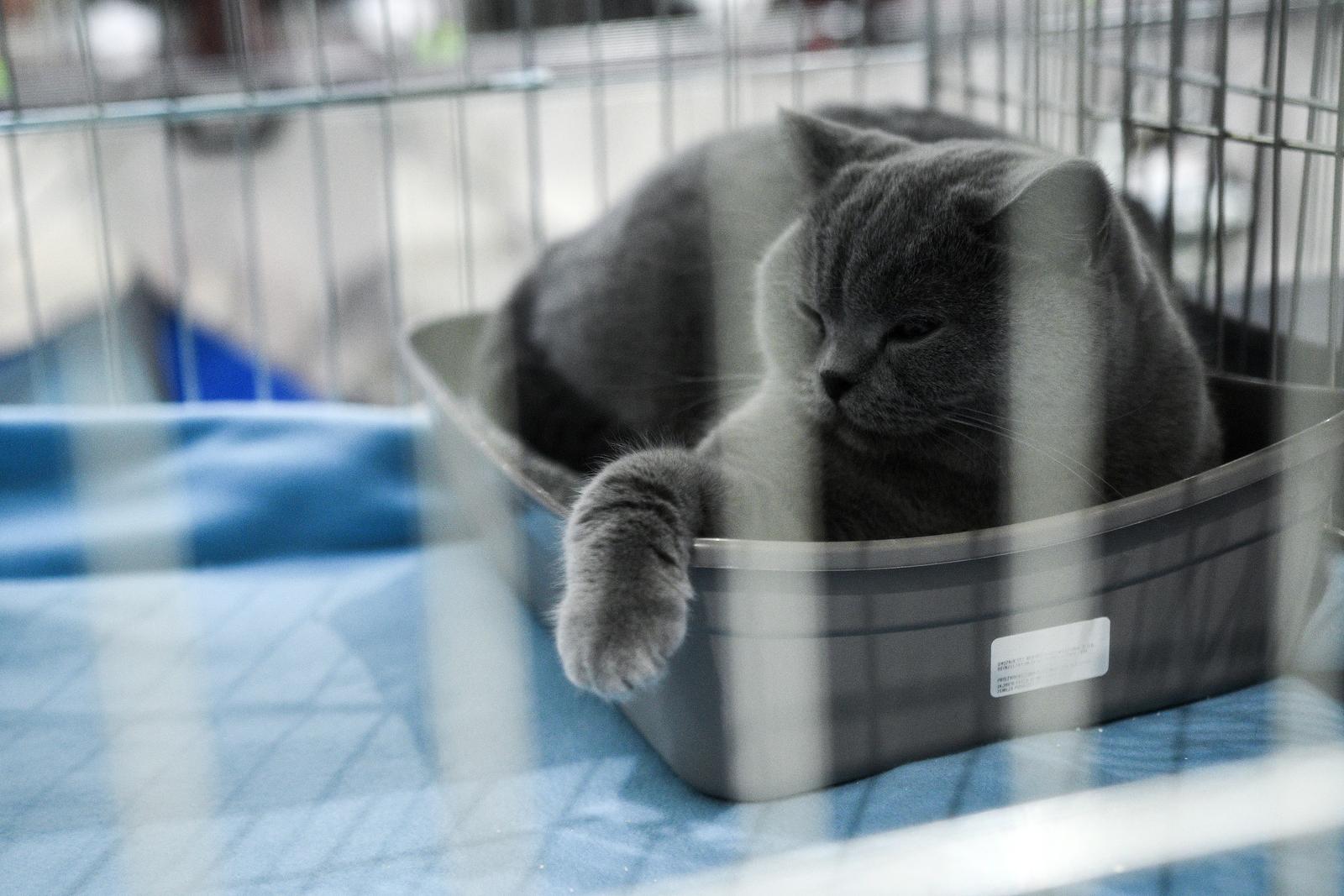 Međunarodna izložba mačaka