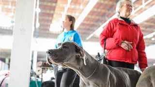 Izložba pasa na Zagrebačkom velesajmu Izložba pasa na Zagrebačkom velesajmu