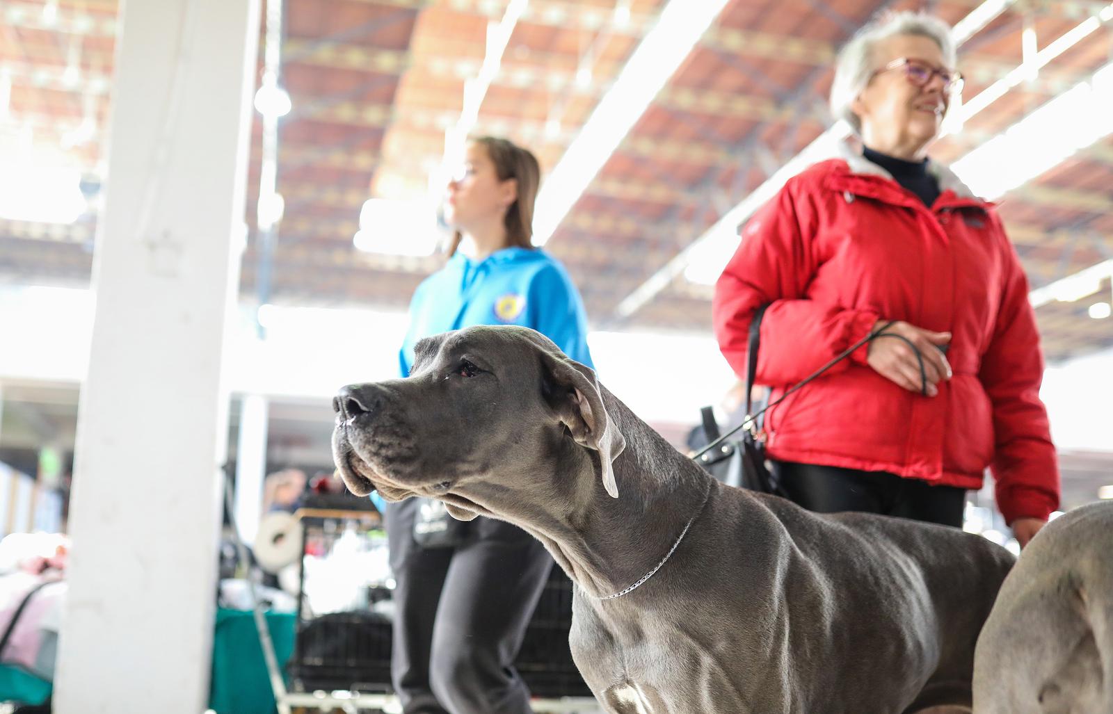 Izložba pasa na Zagrebačkom velesajmu Izložba pasa na Zagrebačkom velesajmu
