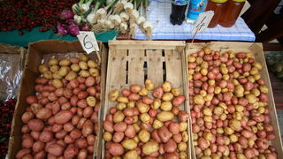 Image 1203809 (auto)