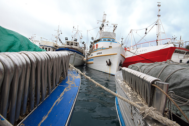 Ribarice u zadarskoj luci, Foto: Leo Banić