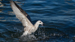 Jutarnja svađa galebova, foto: Leo Banić