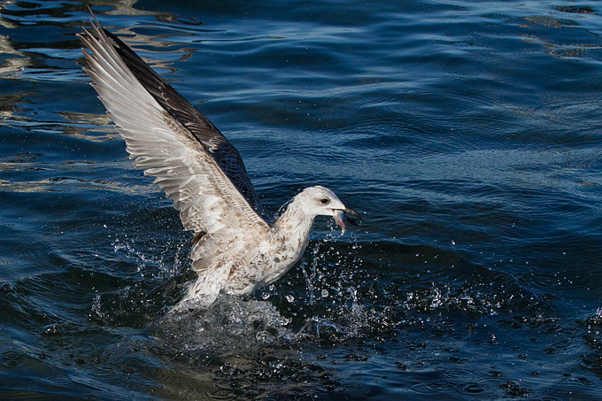 Jutarnja svađa galebova, foto: Leo Banić