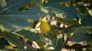 OPG Damjanić-Babac, foto: Darko Belančić OPG Damjanić-Babac, foto: Darko Belančić