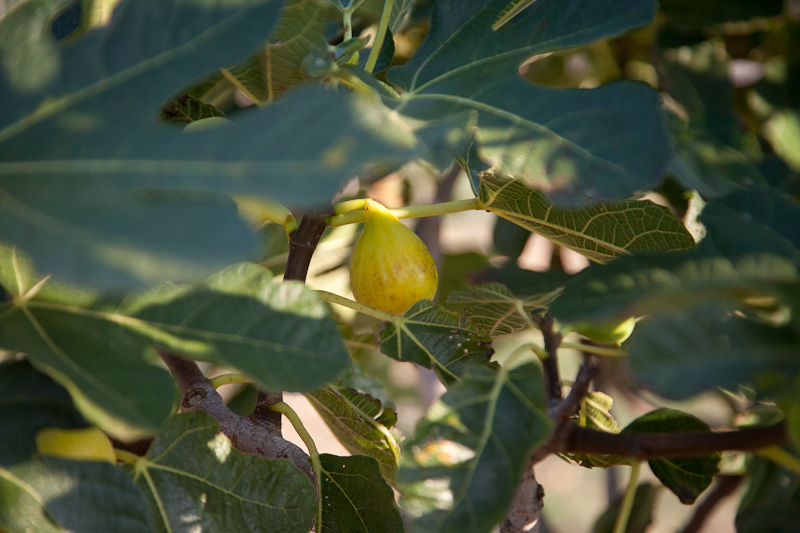OPG Damjanić-Babac, foto: Darko Belančić OPG Damjanić-Babac, foto: Darko Belančić
