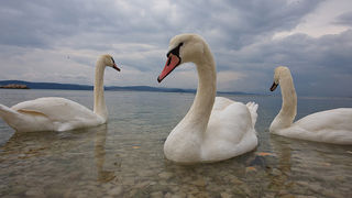 Labudovi u Bibinjama 10. siječnja 2013, Foto: Leo Banić