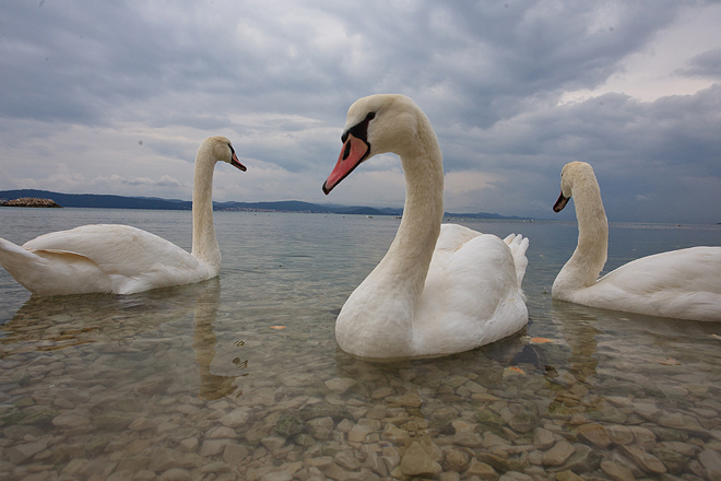 Labudovi u Bibinjama 10. siječnja 2013, Foto: Leo Banić