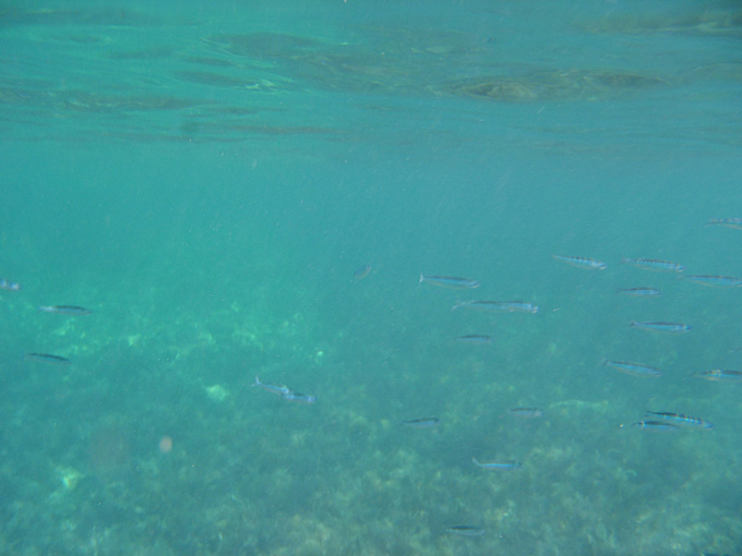 OLYMPUS DIGITAL CAMERA OLYMPUS DIGITAL CAMERA