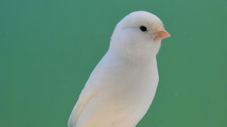 Pobjednici 33. Ornitoloskog prvenstva Hrvatske, Foto: Ivan Dilber Pobjednici 33. Ornitoloskog prvenstva Hrvatske, Foto: Ivan Dilber