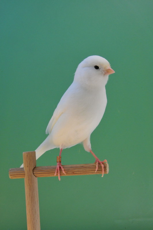 Pobjednici 33. Ornitoloskog prvenstva Hrvatske, Foto: Ivan Dilber Pobjednici 33. Ornitoloskog prvenstva Hrvatske, Foto: Ivan Dilber