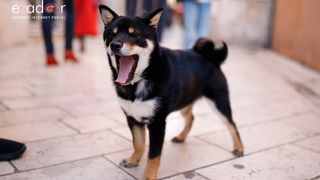 Đir po gradu, subotnja špica 23. ožujka 2019.